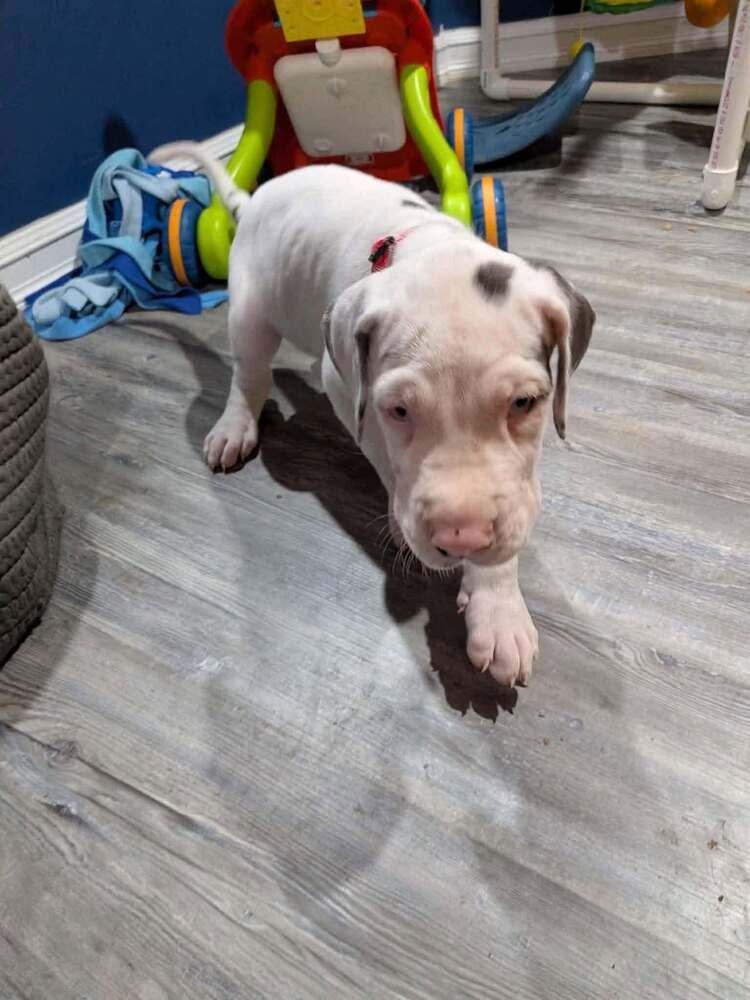 Enlarge Neesa, a Adoptable Great Dane in Troy, VA image 3/3