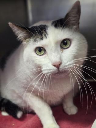 Enlarge Berner, a Adoptable Domestic Short Hair in Roseville, CA image 1/3