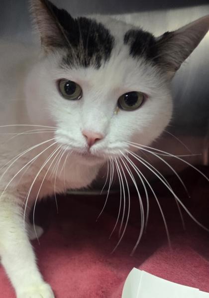 Enlarge Berner, a Adoptable Domestic Short Hair in Roseville, CA image 2/3