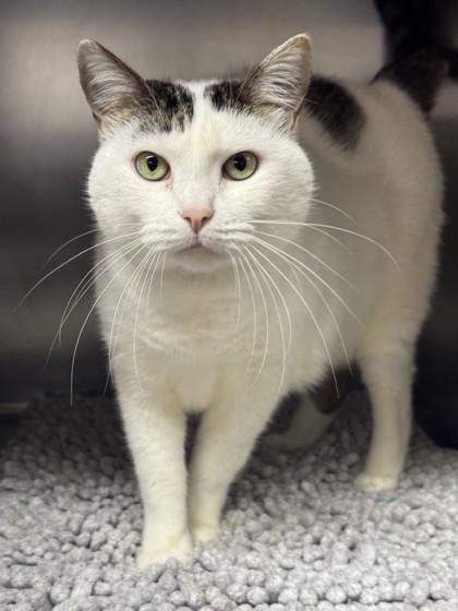 Enlarge Berner, a Adoptable Domestic Short Hair in Roseville, CA image 3/3