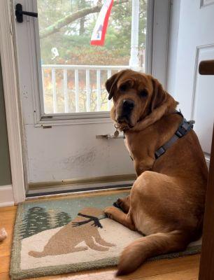 Enlarge Trooper, an adoption pending Labrador Retriever in Warrington, PA image 6/6