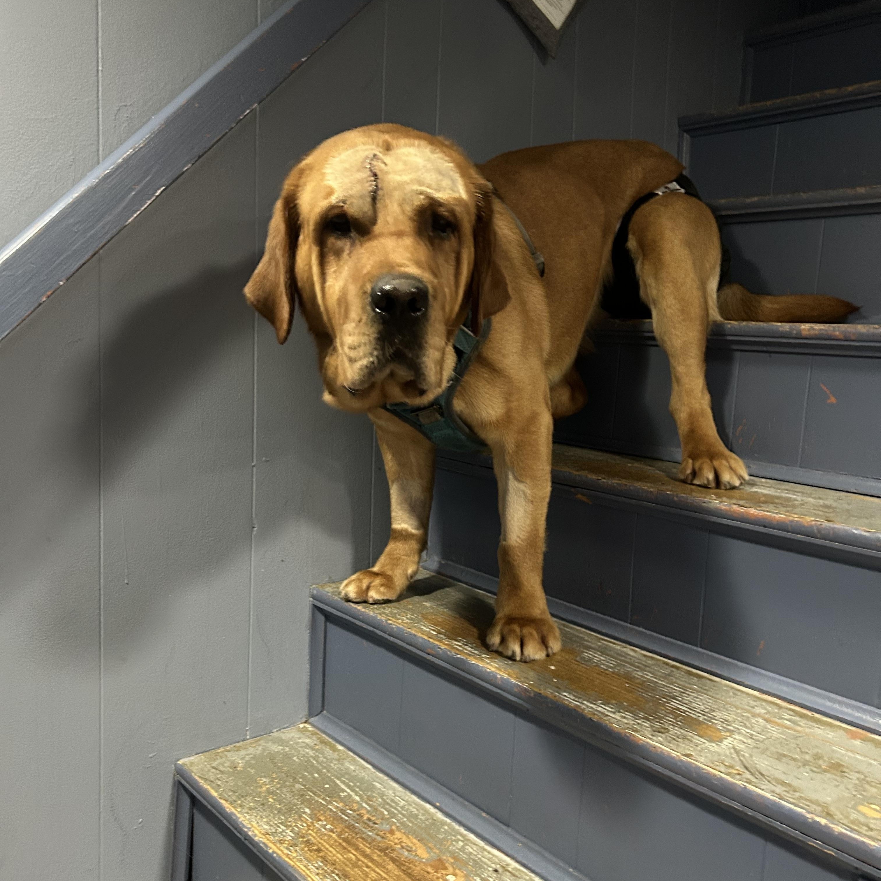 Enlarge Trooper, an adoption pending Labrador Retriever in Warrington, PA image 3/6