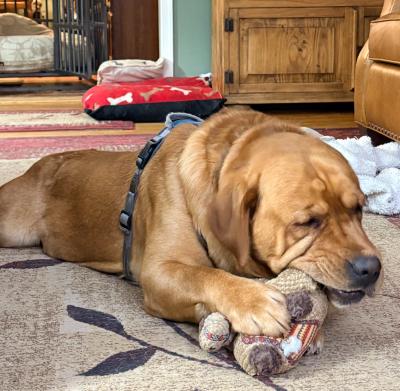 Enlarge Trooper, an adoption pending Labrador Retriever in Warrington, PA image 2/6