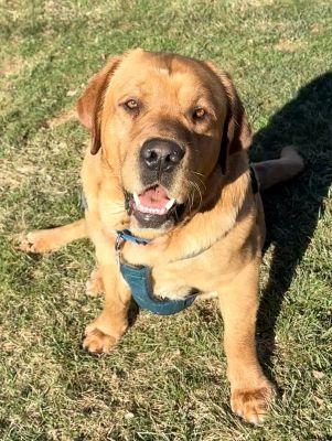 Enlarge Trooper, an adoption pending Labrador Retriever in Warrington, PA image 1/6
