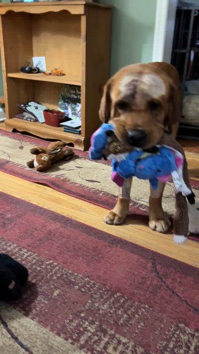 Enlarge Trooper, an adoption pending Labrador Retriever in Warrington, PA video 4/6