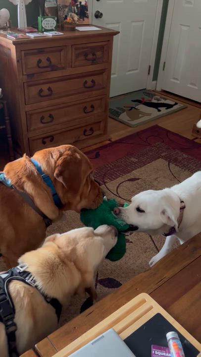 Enlarge Trooper, an adoption pending Labrador Retriever in Warrington, PA video 5/6