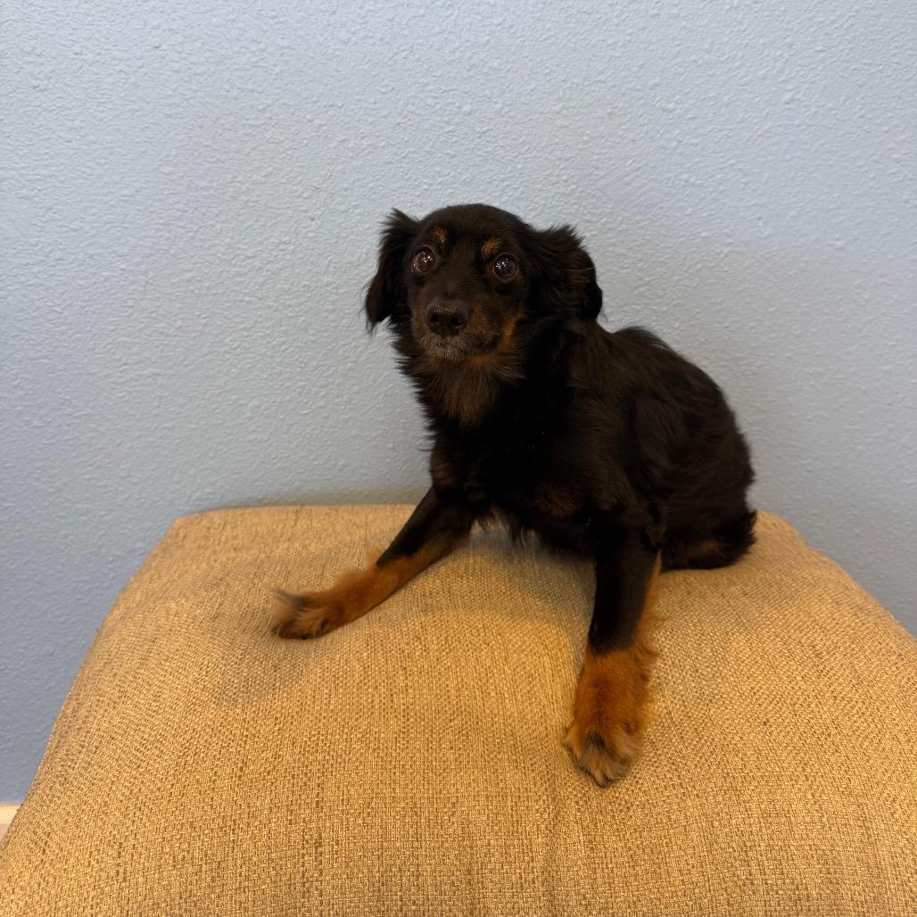 Ube, a Adoptable Terrier in Fresno, CA image 1/2