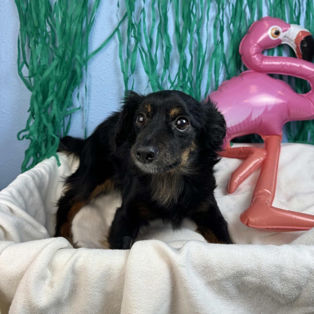 Ube, a Adoptable Terrier in Fresno, CA image 2/2