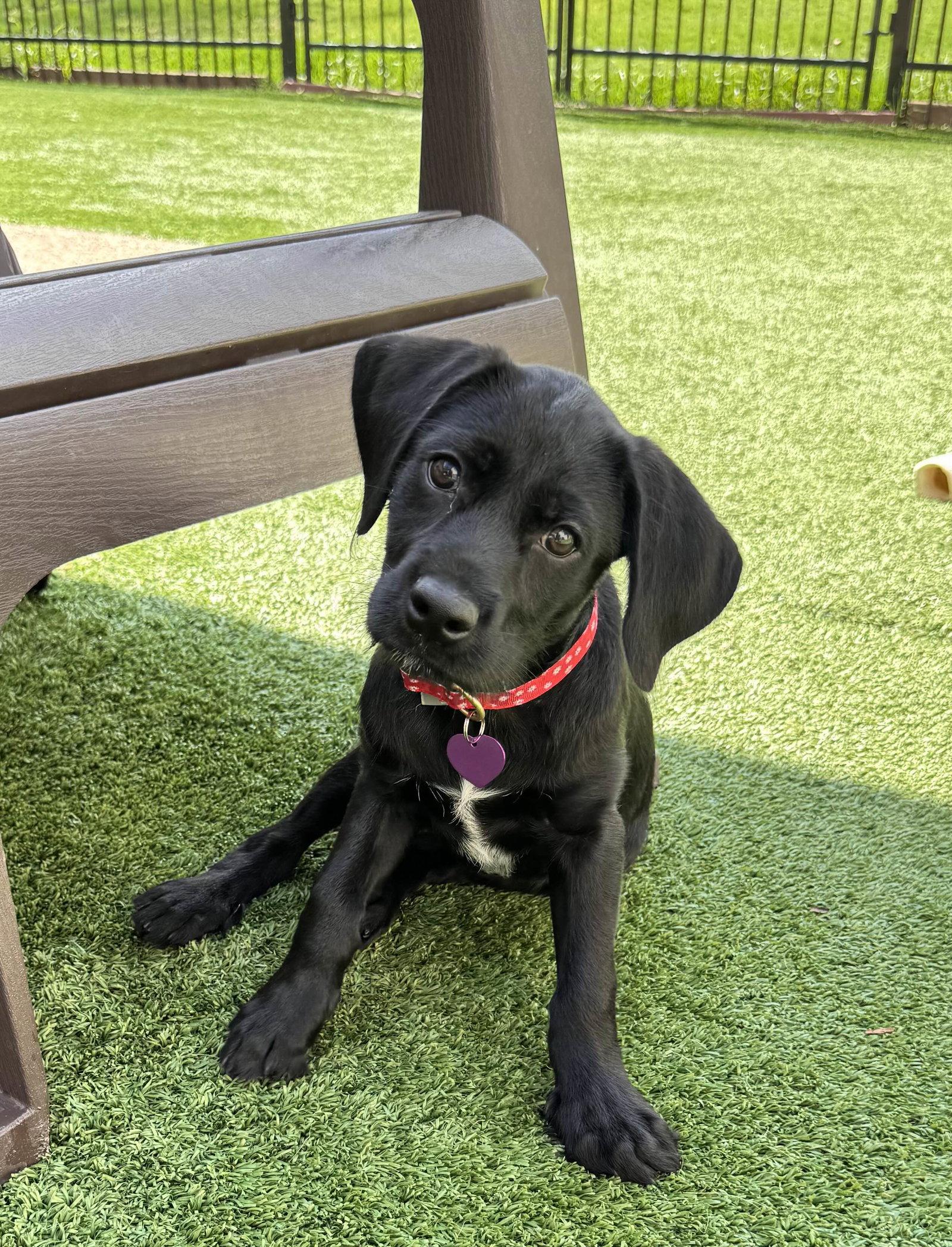 Tiana, Adopted, Puppy Female Schnauzer.