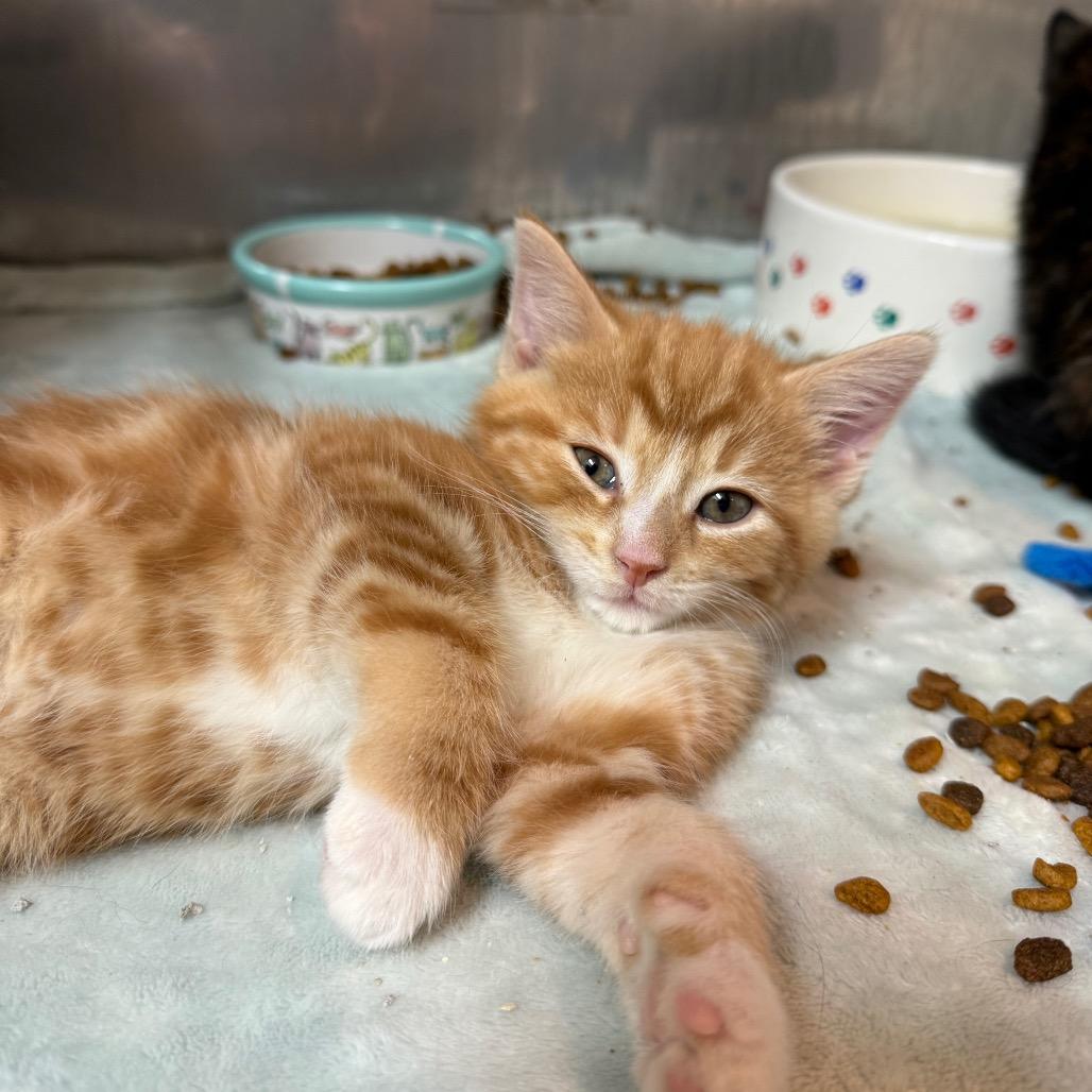 Enlarge Peridot, a ADOPTABLE Domestic Short Hair in Fenton, MI image 1/2