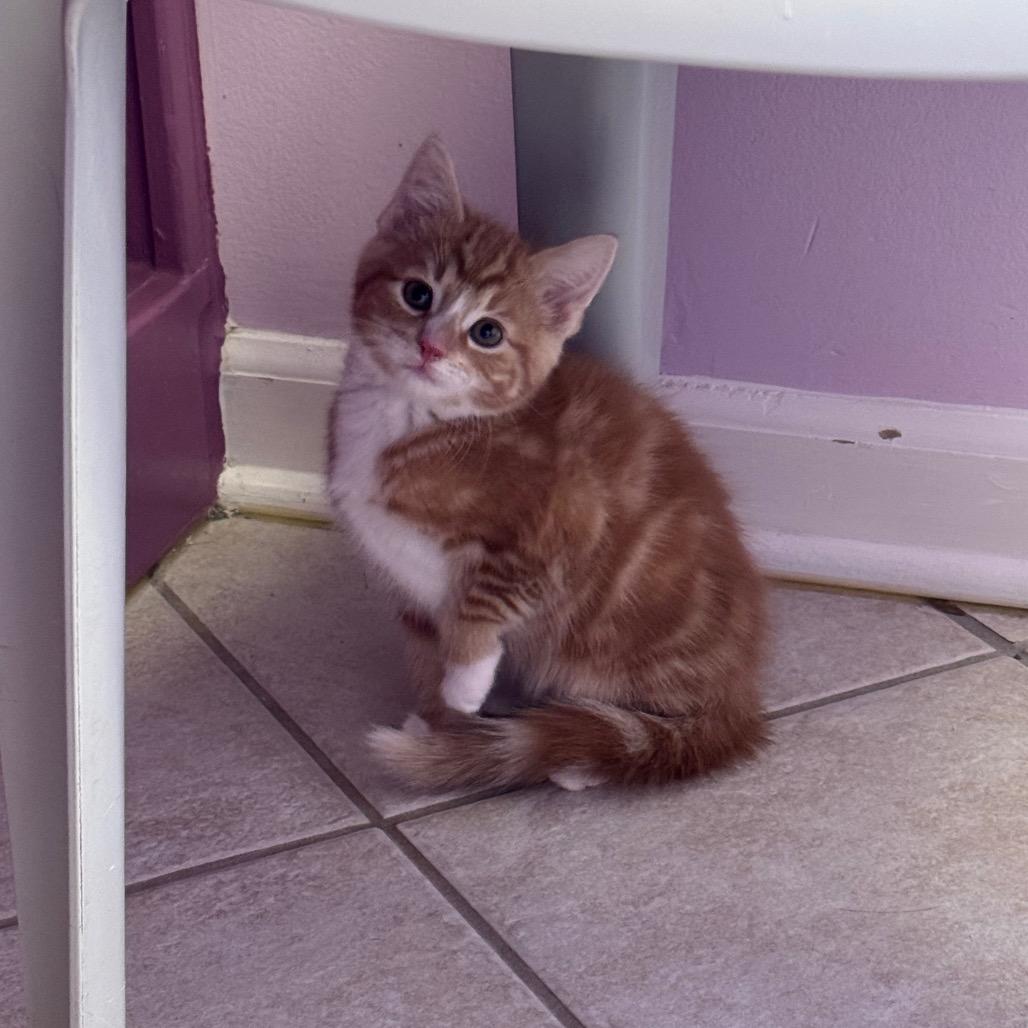 Enlarge Peridot, a ADOPTABLE Domestic Short Hair in Fenton, MI image 2/2