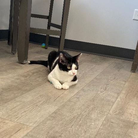 Bandit