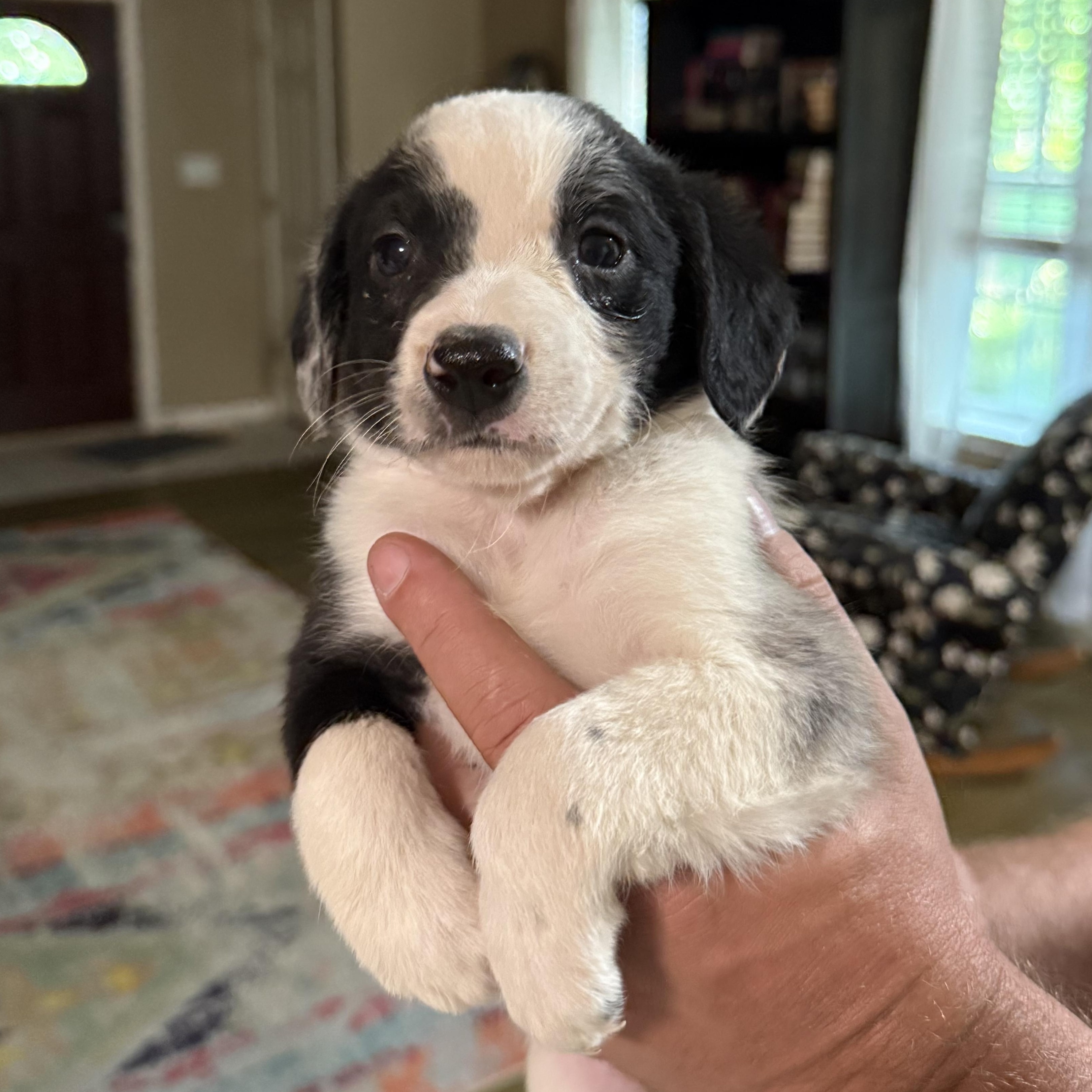 Dog for adoption - Rumble, an Australian Shepherd Mix in Norfolk, VA ...