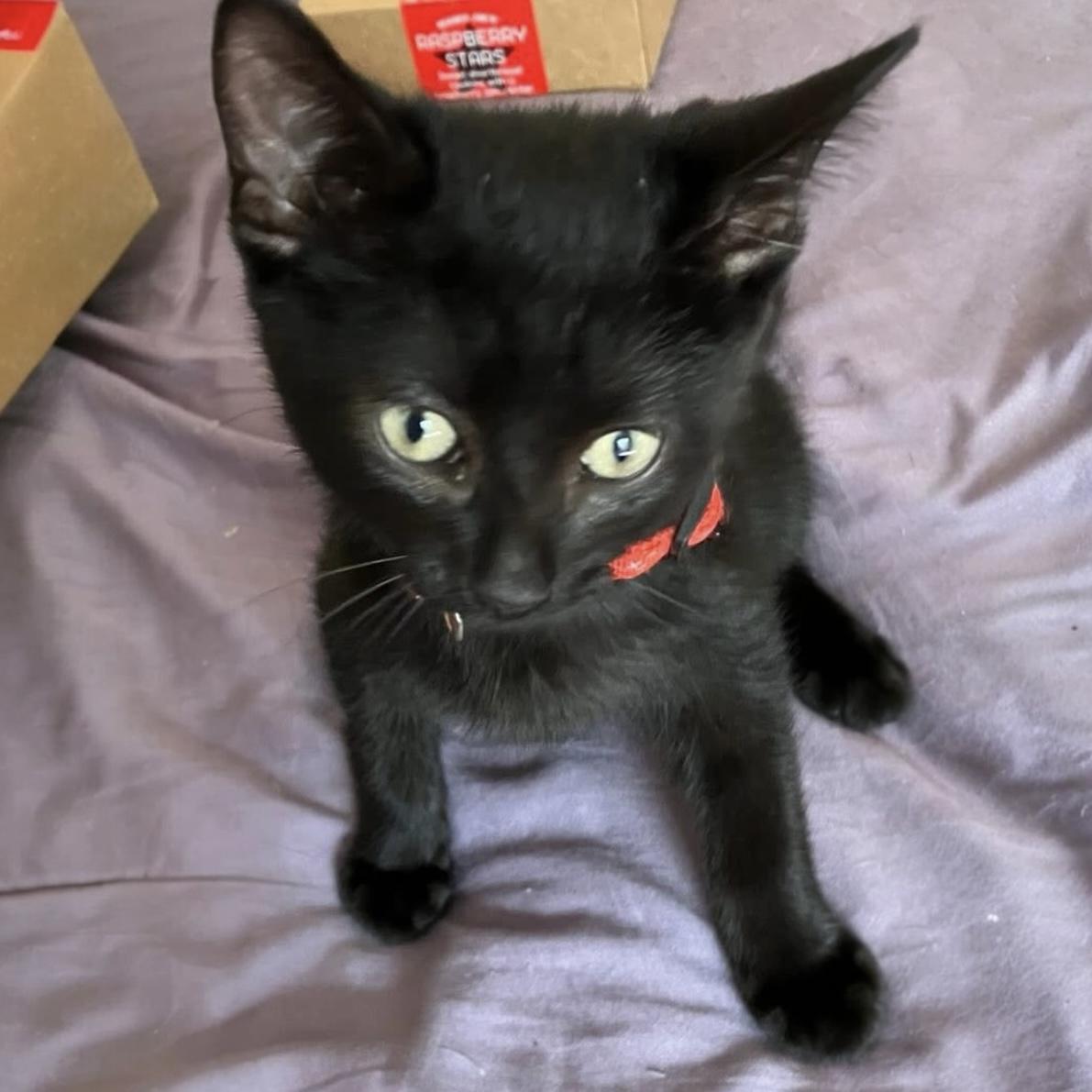 Panther, Baby Male Domestic Short Hair
