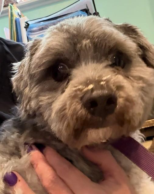 Enlarge Freddie, an adopted Shih poo in Hummelstown, PA image 3/4
