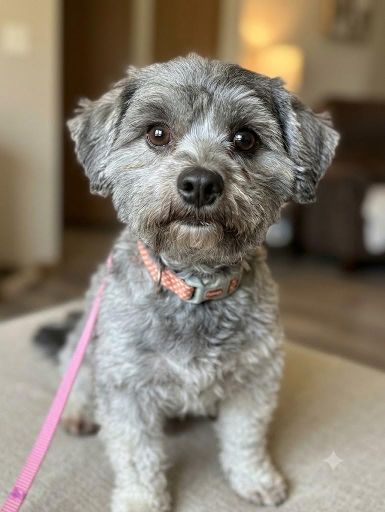 Enlarge Freddie, an adopted Shih poo in Hummelstown, PA image 4/4