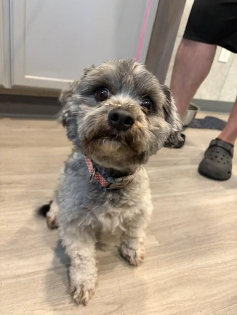 Freddie, adopted, Adult Male Shih poo.