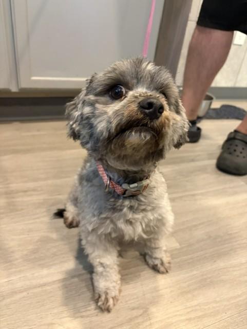 Enlarge Freddie, an adopted Shih poo in Hummelstown, PA image 2/4