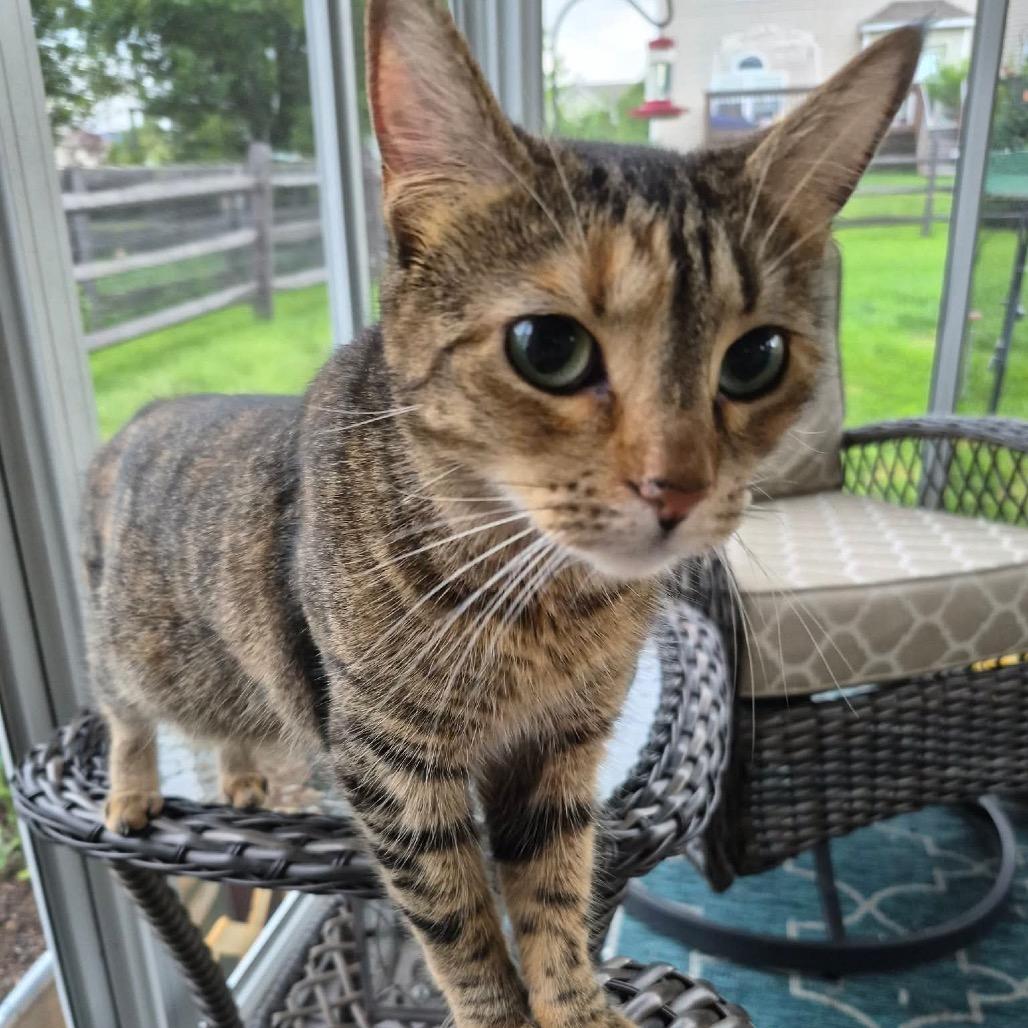 BeBe, Adoptable, Adult Female Domestic Short Hair.