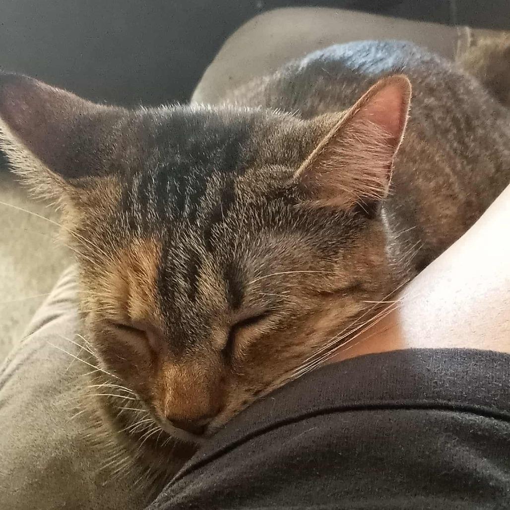 BeBe, Adoptable, Young Female Domestic Short Hair.