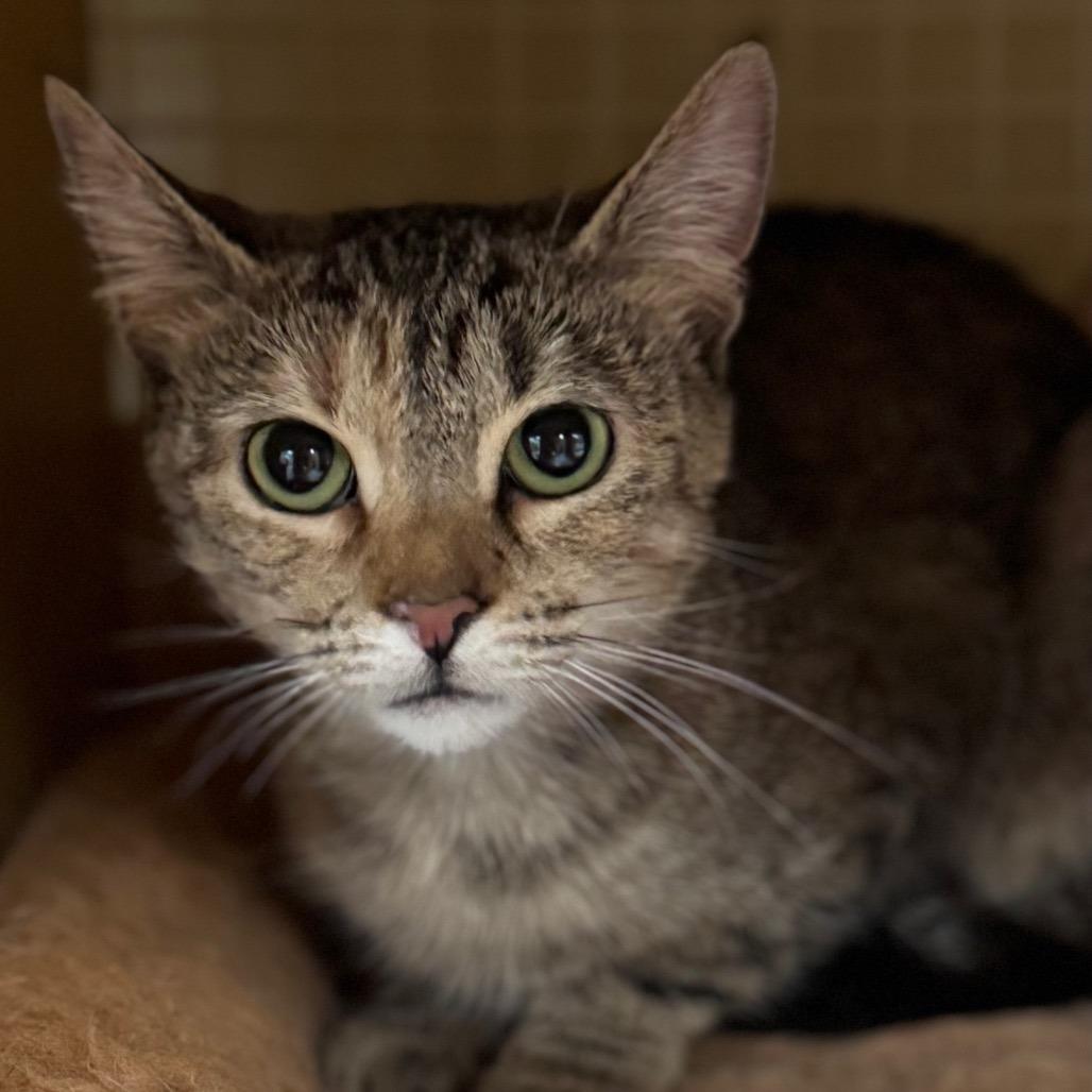 Enlarge BeBe, a Adoptable Domestic Short Hair in Middletown, OH image 2/4