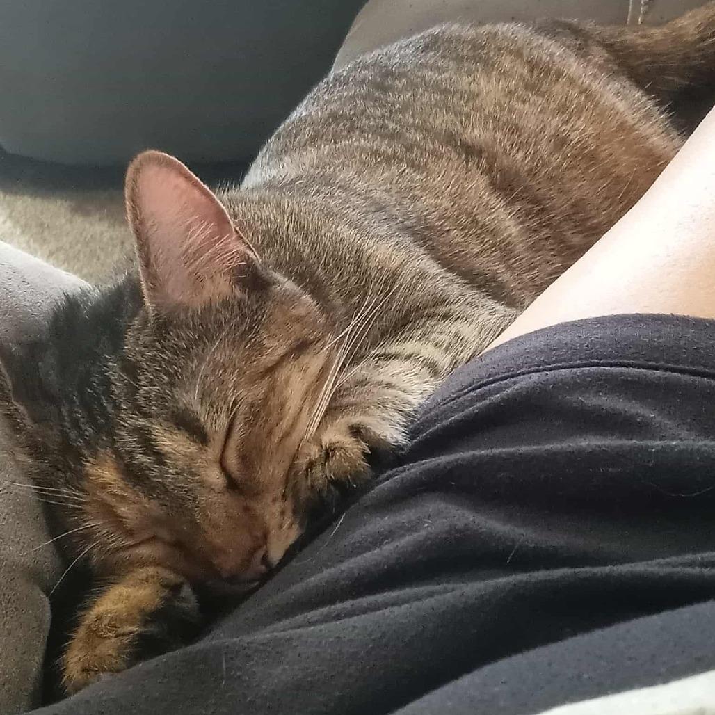 Enlarge BeBe, a Adoptable Domestic Short Hair in Middletown, OH image 3/4