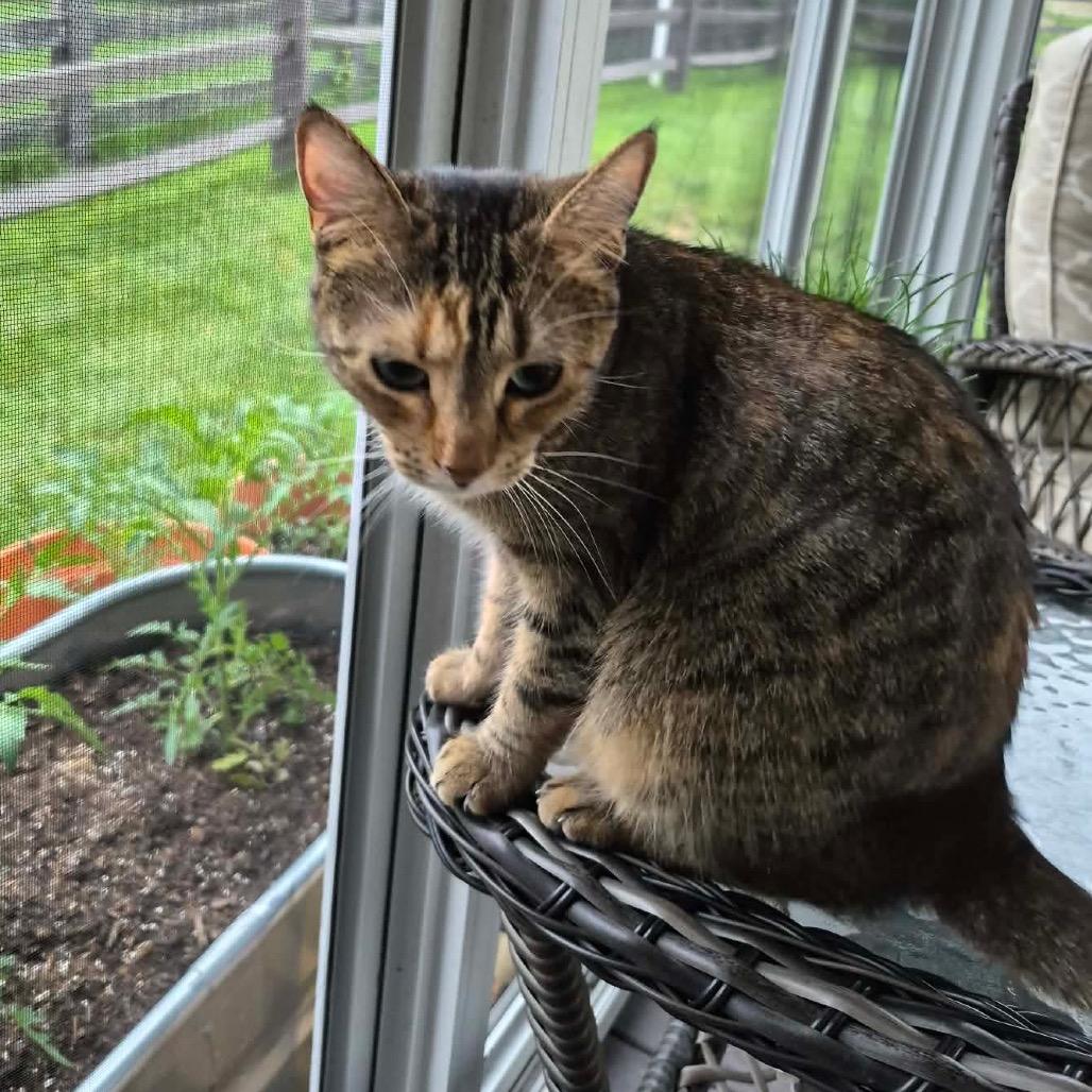 BeBe, a Adoptable Domestic Short Hair in Middletown, OH image 5/6
