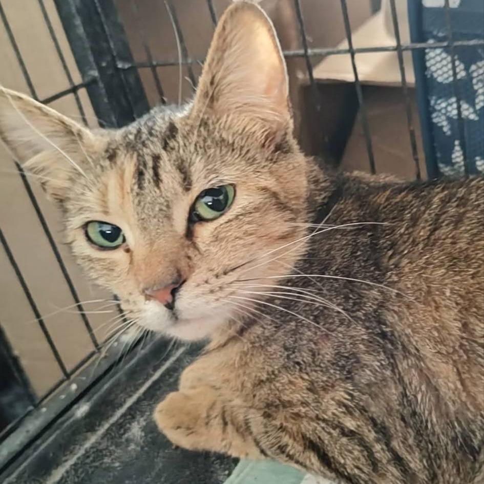 Enlarge BeBe, a Adoptable Domestic Short Hair in Middletown, OH image 4/4