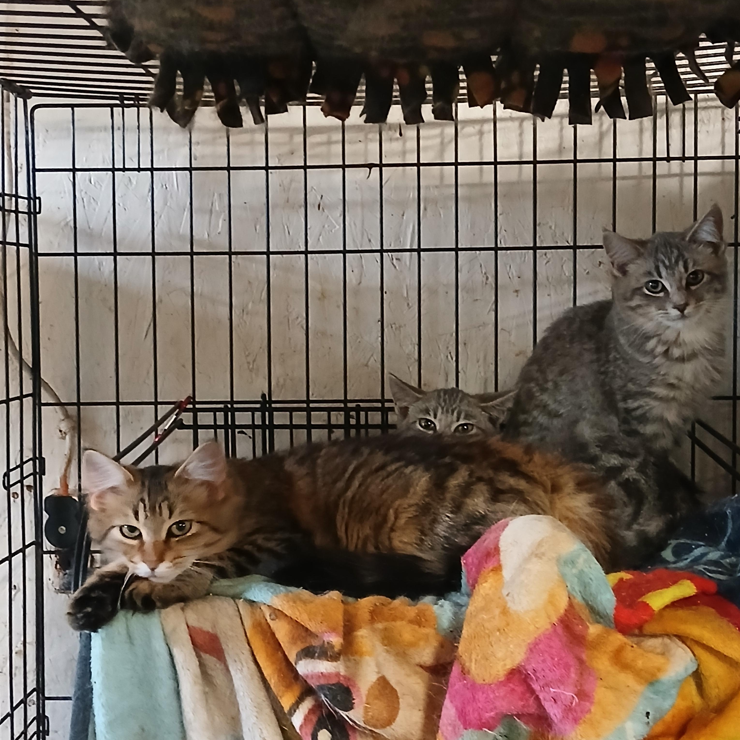 Springport Sprinkles, an adoptable Domestic Short Hair in Eaton Rapids, MI image 2/3