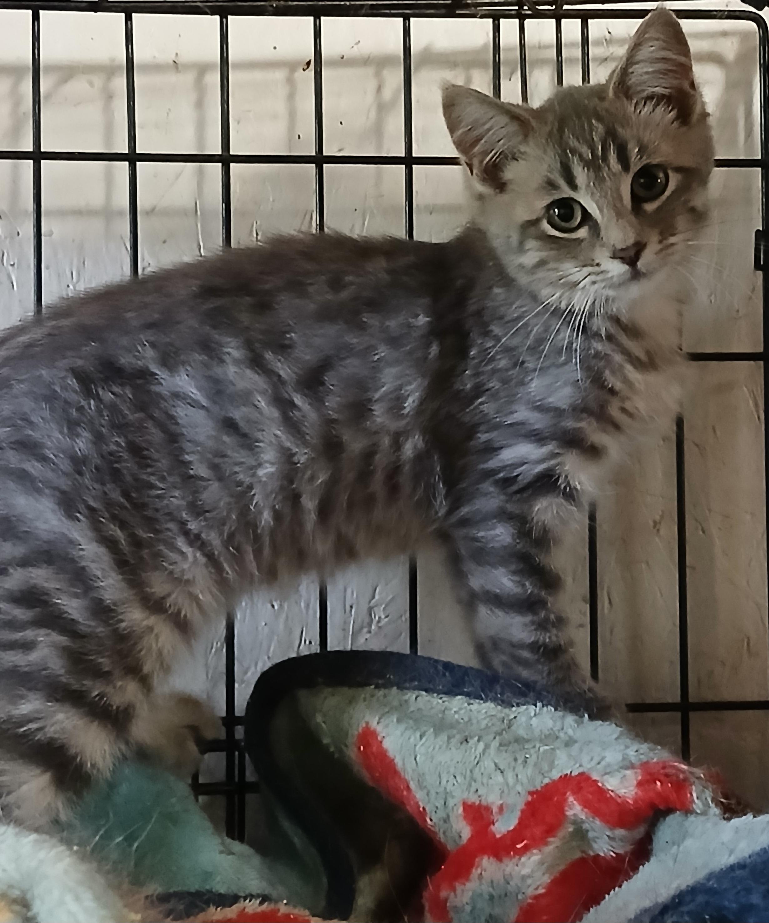 Springport Sprinkles, an adoptable Domestic Short Hair in Eaton Rapids, MI image 3/3