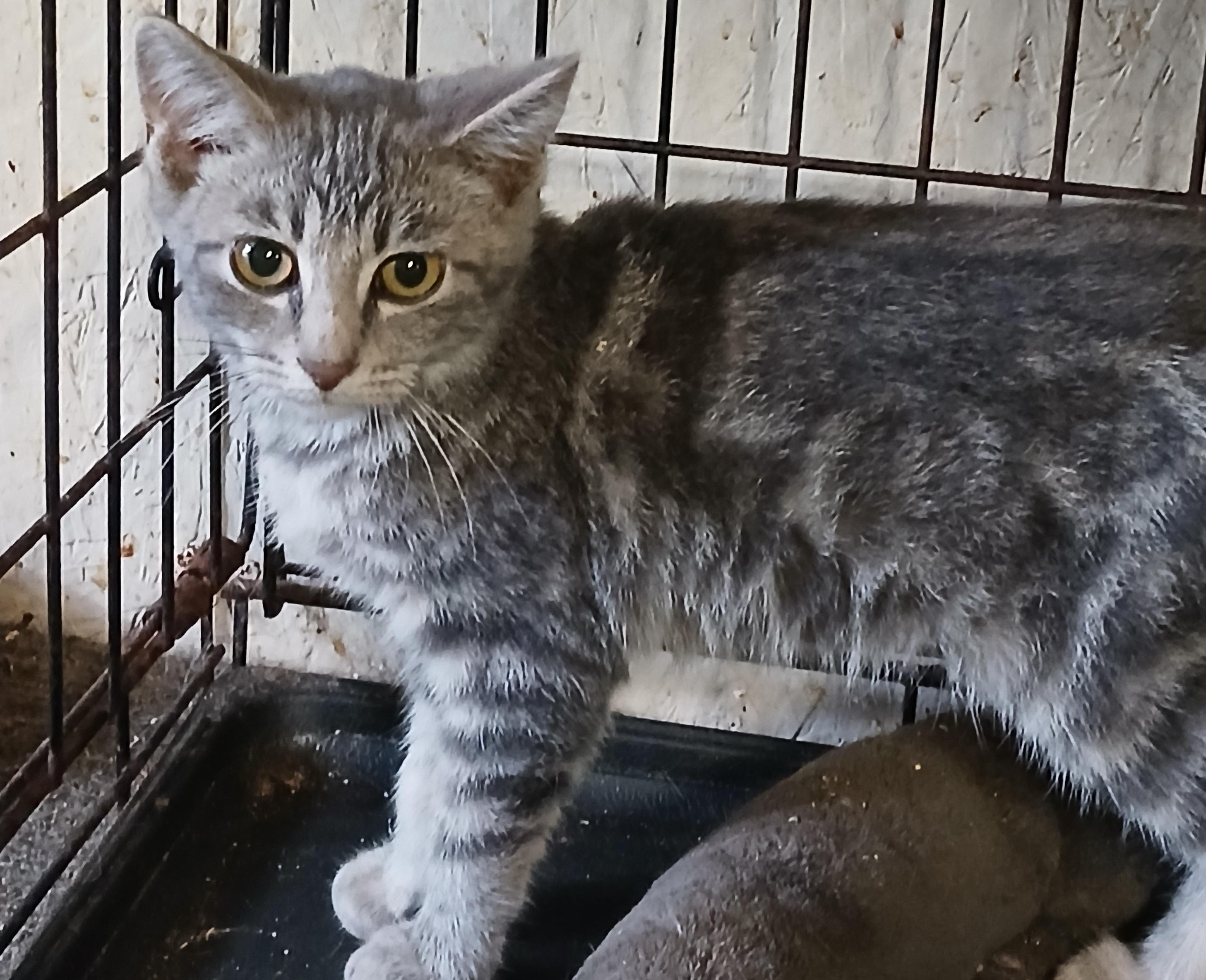 Springport Sprinkles, adoptable, Kitten Female Domestic Short Hair.