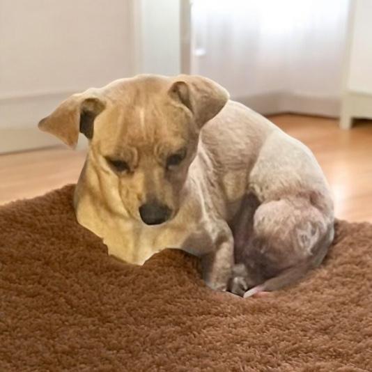 Scooby, a Adoptable Chihuahua in Anchorage, AK image 1/2