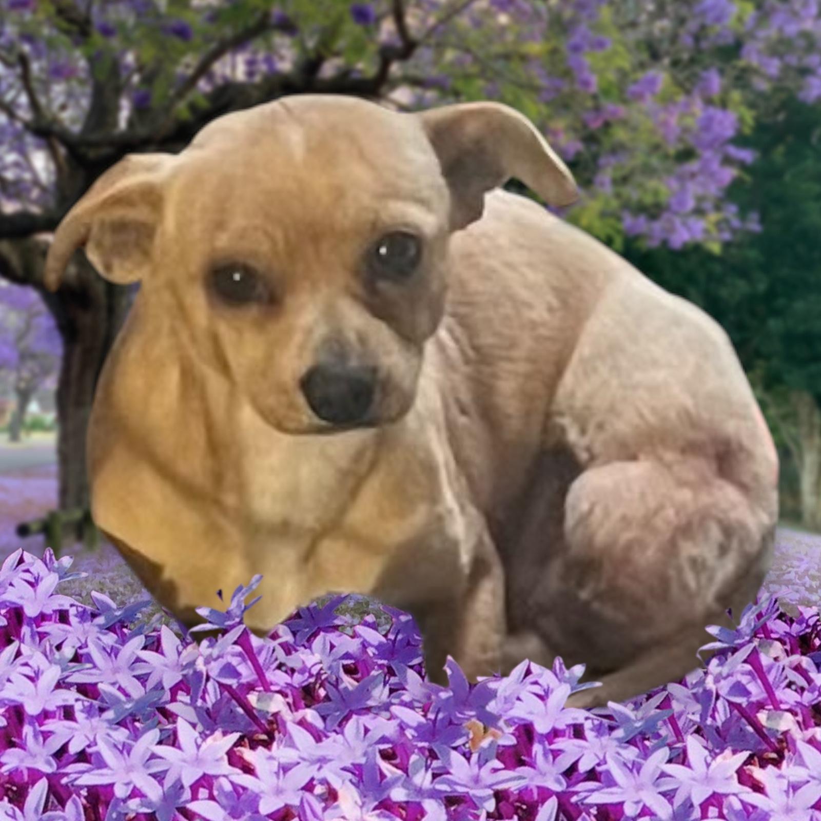 Scooby, a Adoptable Chihuahua in Anchorage, AK image 2/2