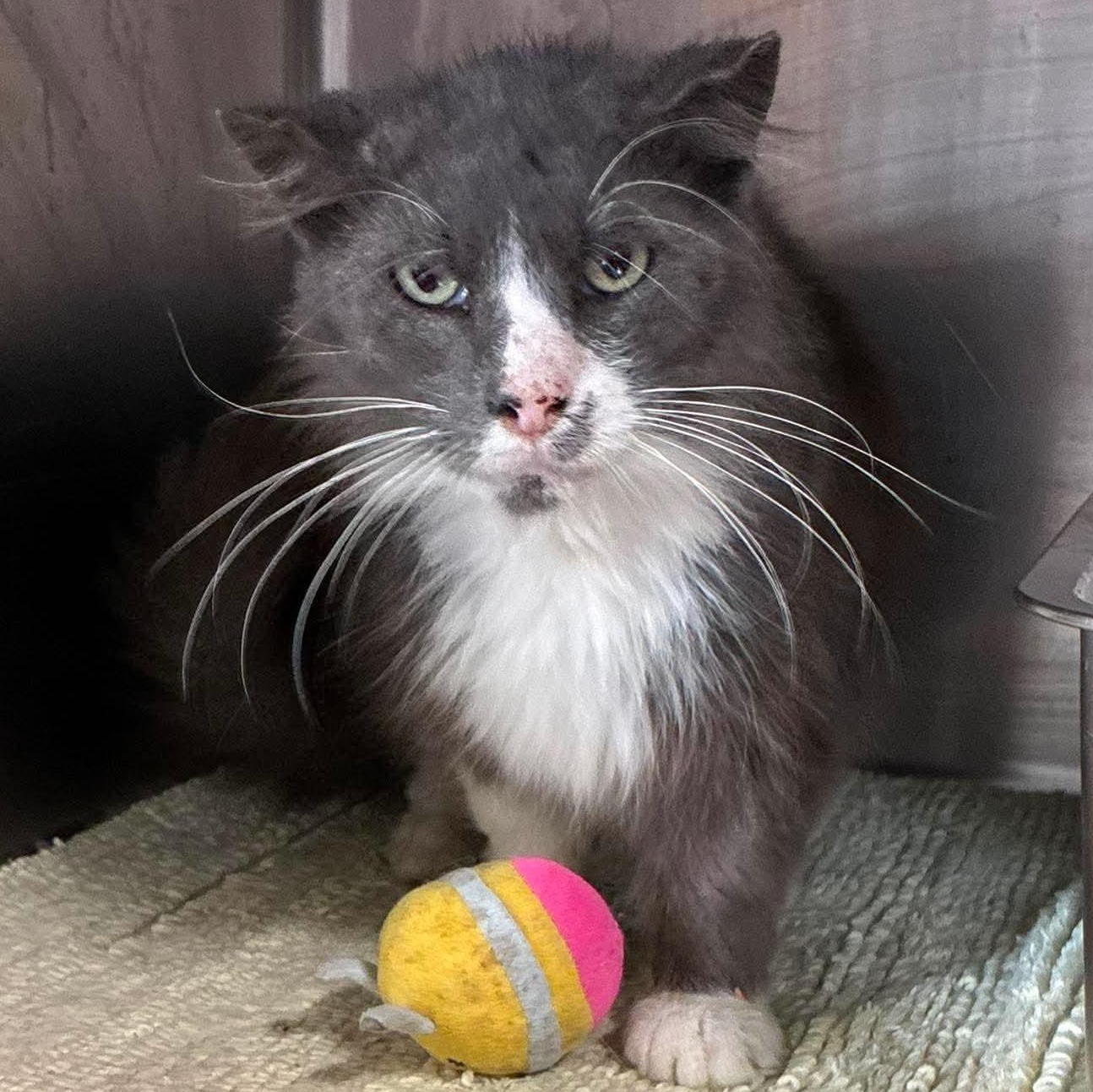 Enlarge Scruffy, a Adoptable mixed breed in Petersburg, IL image 1/4