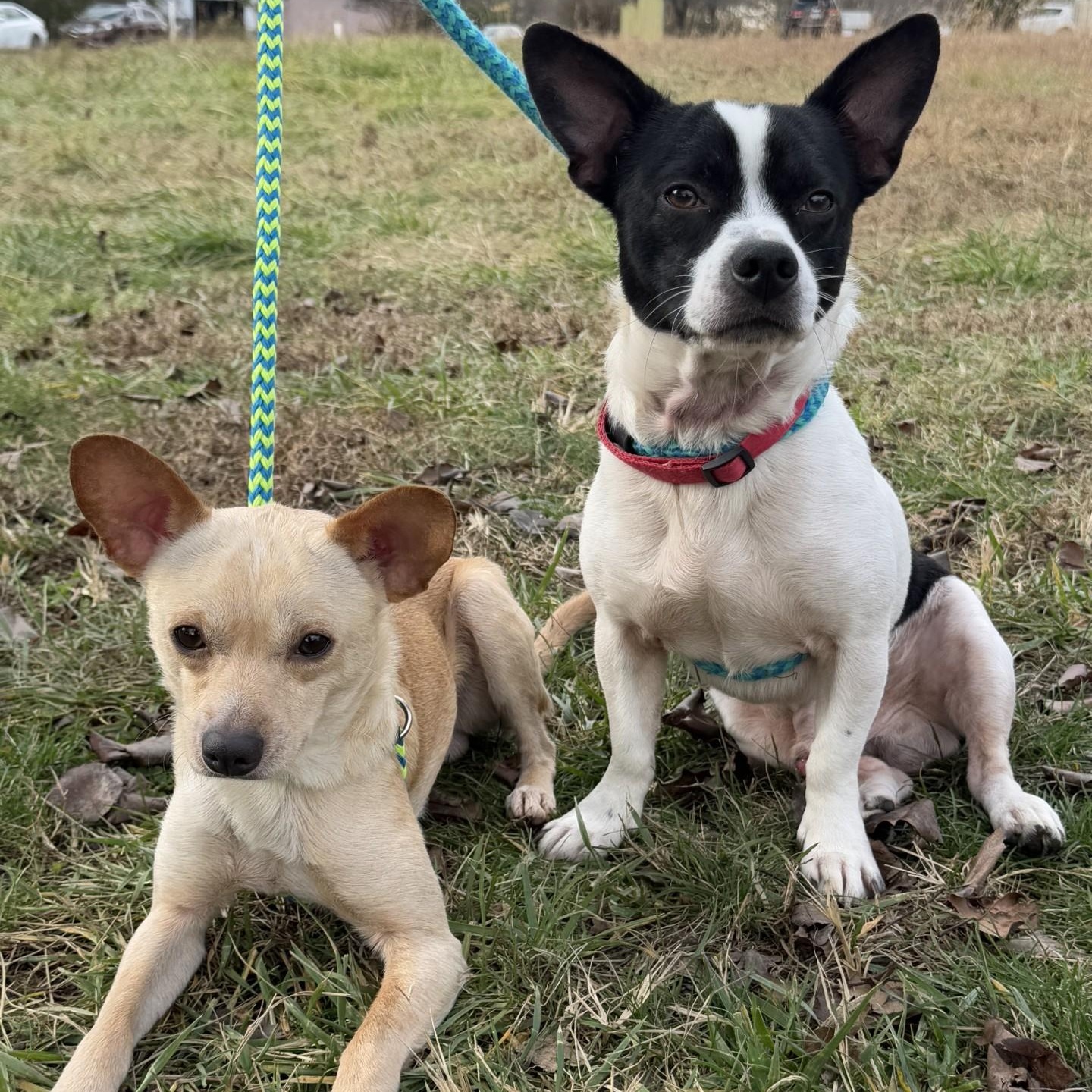 Georgie & Reggie photo 5