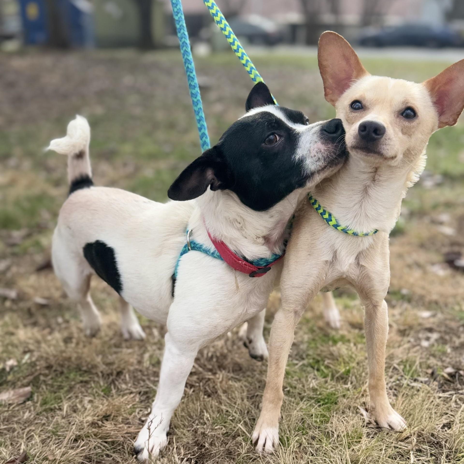 Georgie & Reggie, Adult Male Chihuahua