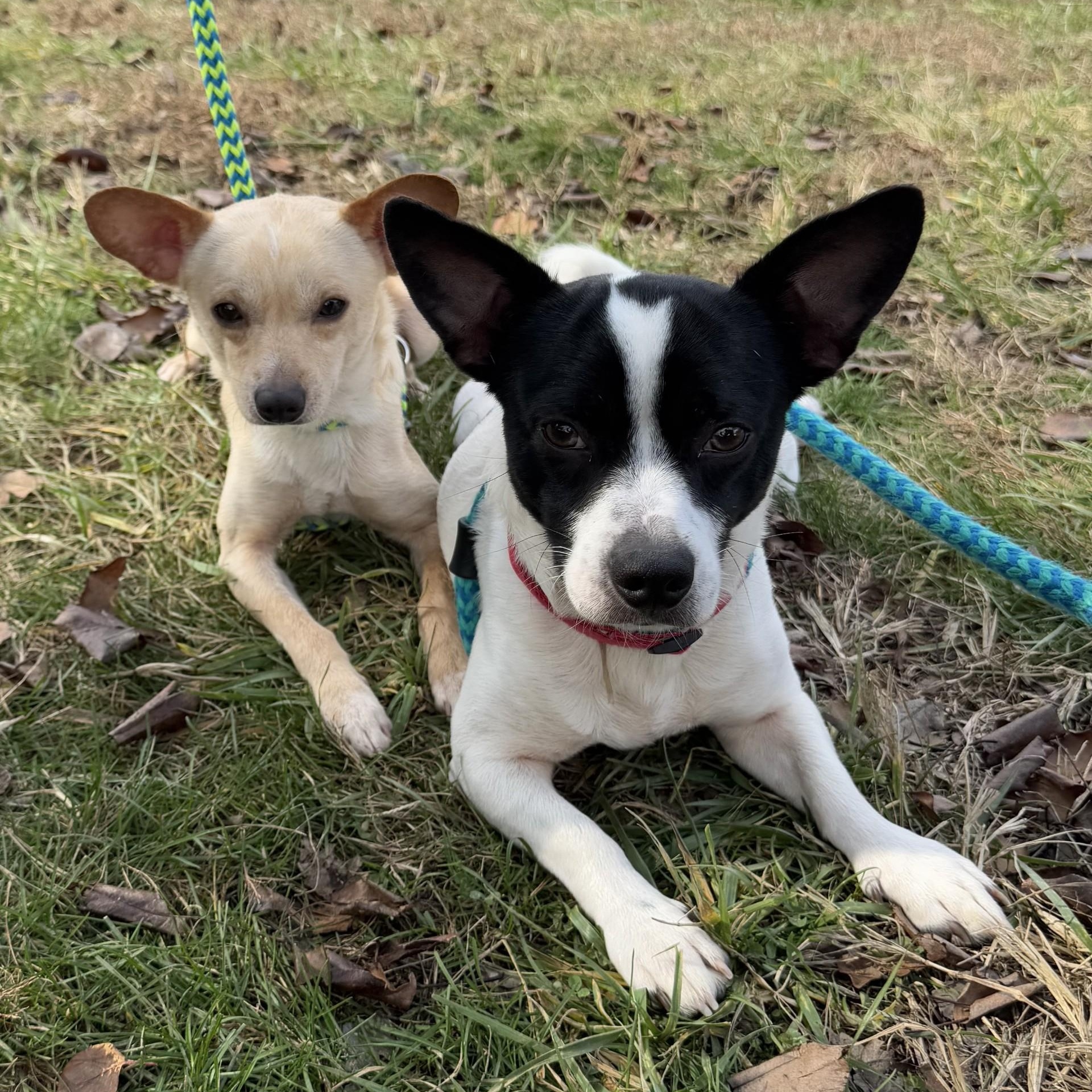 Georgie & Reggie photo 6