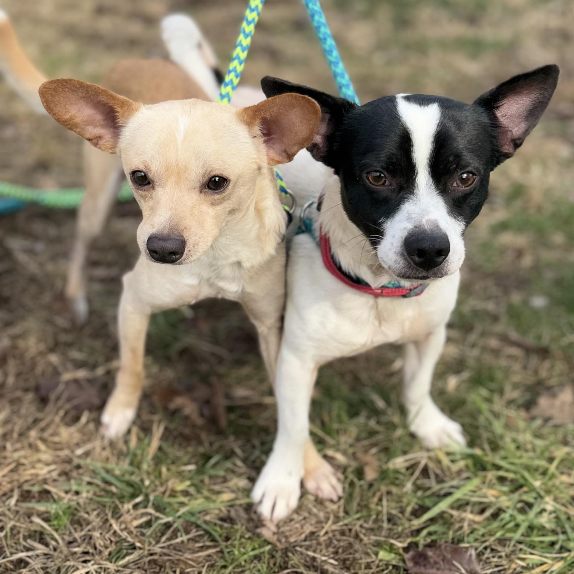 Georgie & Reggie photo 2