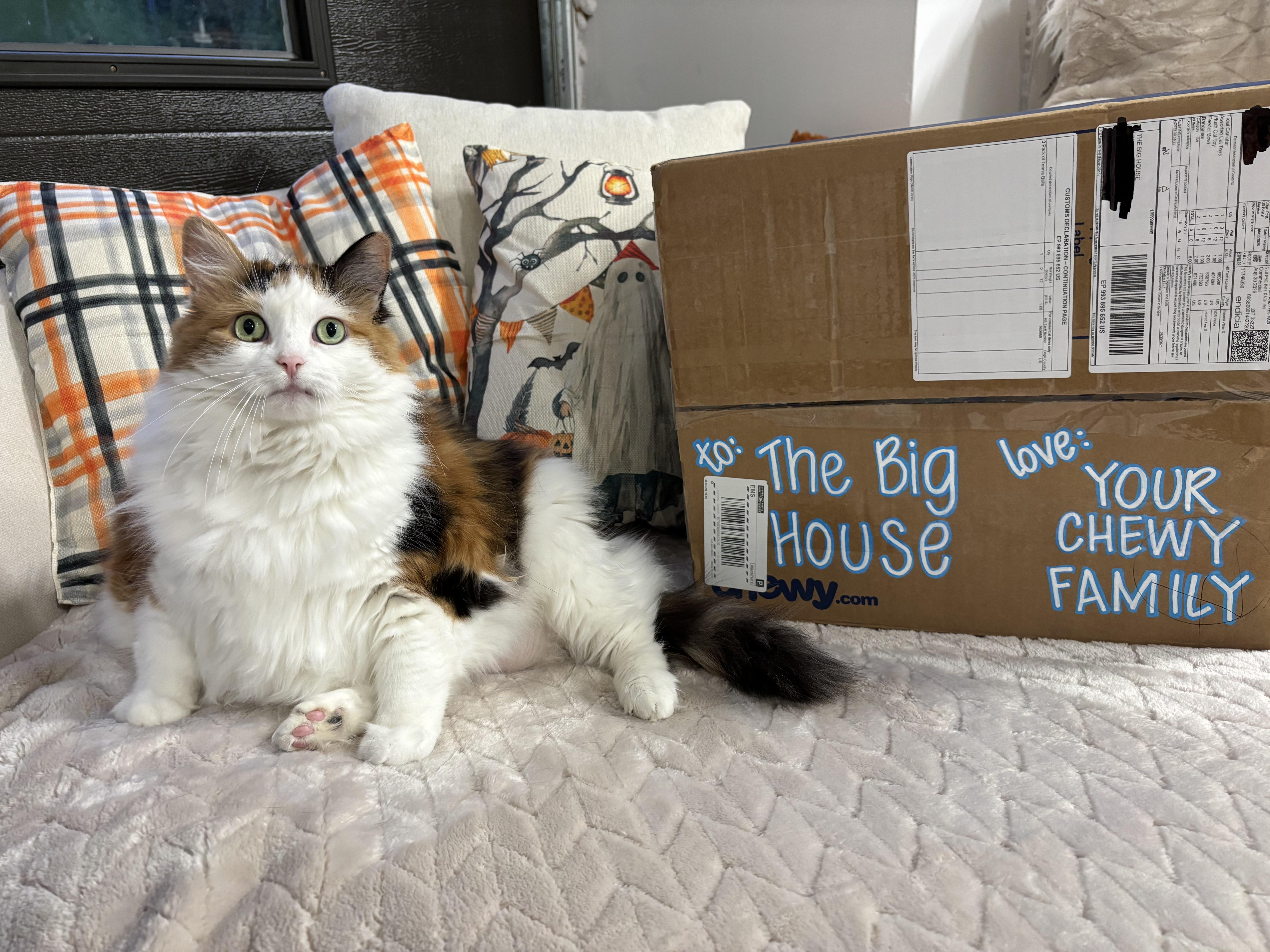 Enlarge Sofia, a Adopted Domestic Long Hair in Ottawa, ON image 2/4