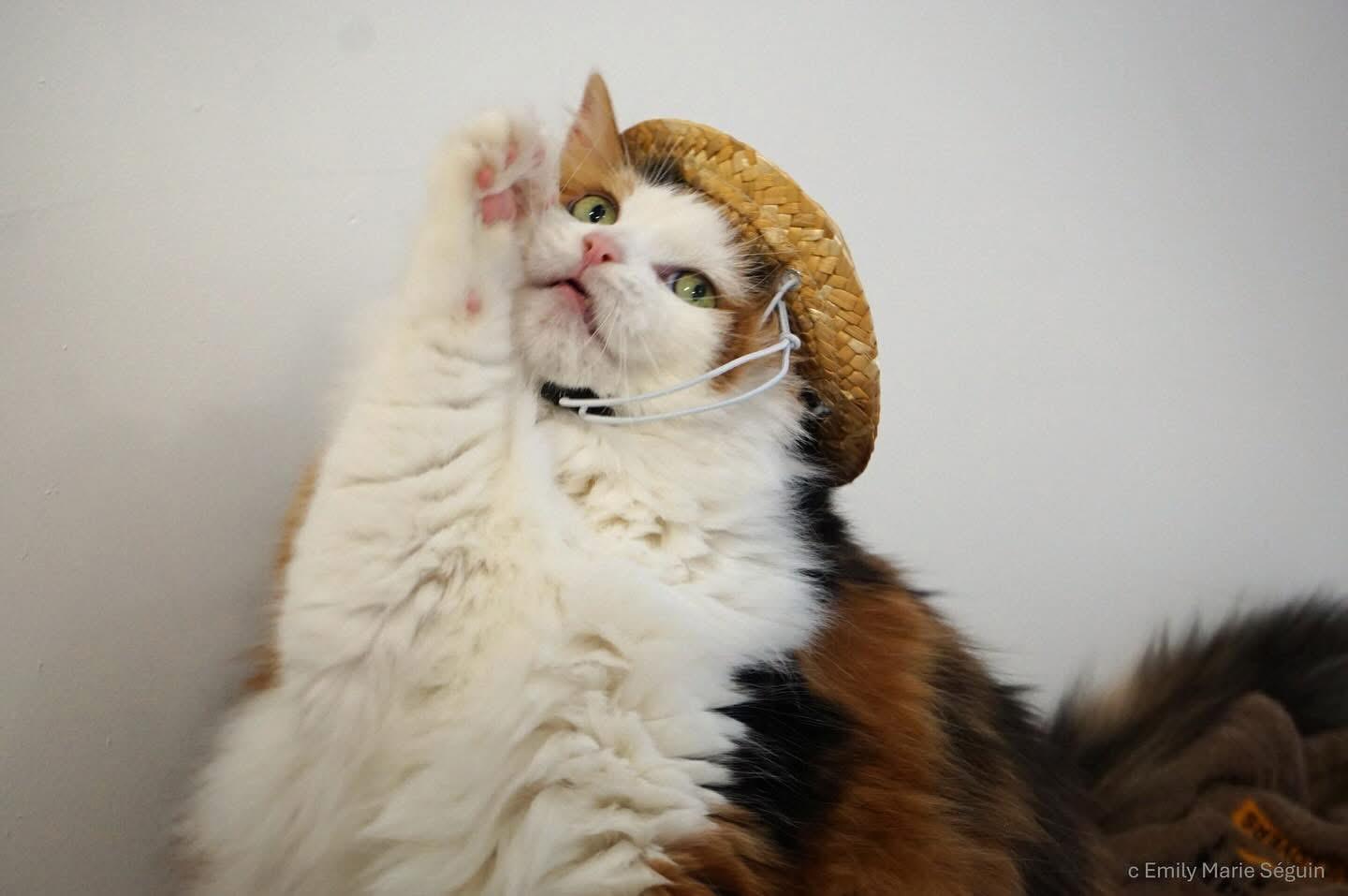 Enlarge Sofia, a Adopted Domestic Long Hair in Ottawa, ON image 1/4