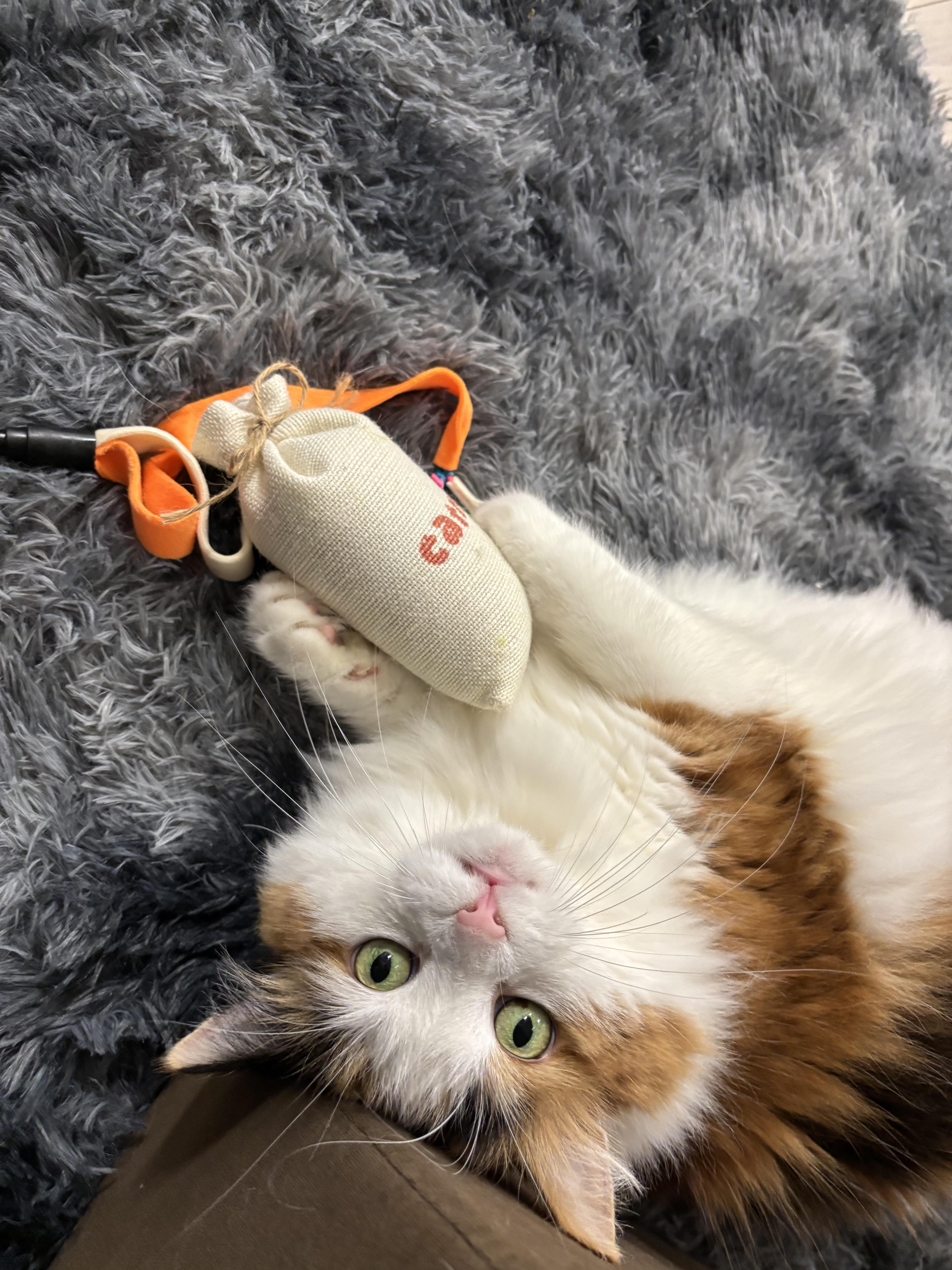 Enlarge Sofia, a Adopted Domestic Long Hair in Ottawa, ON image 3/4