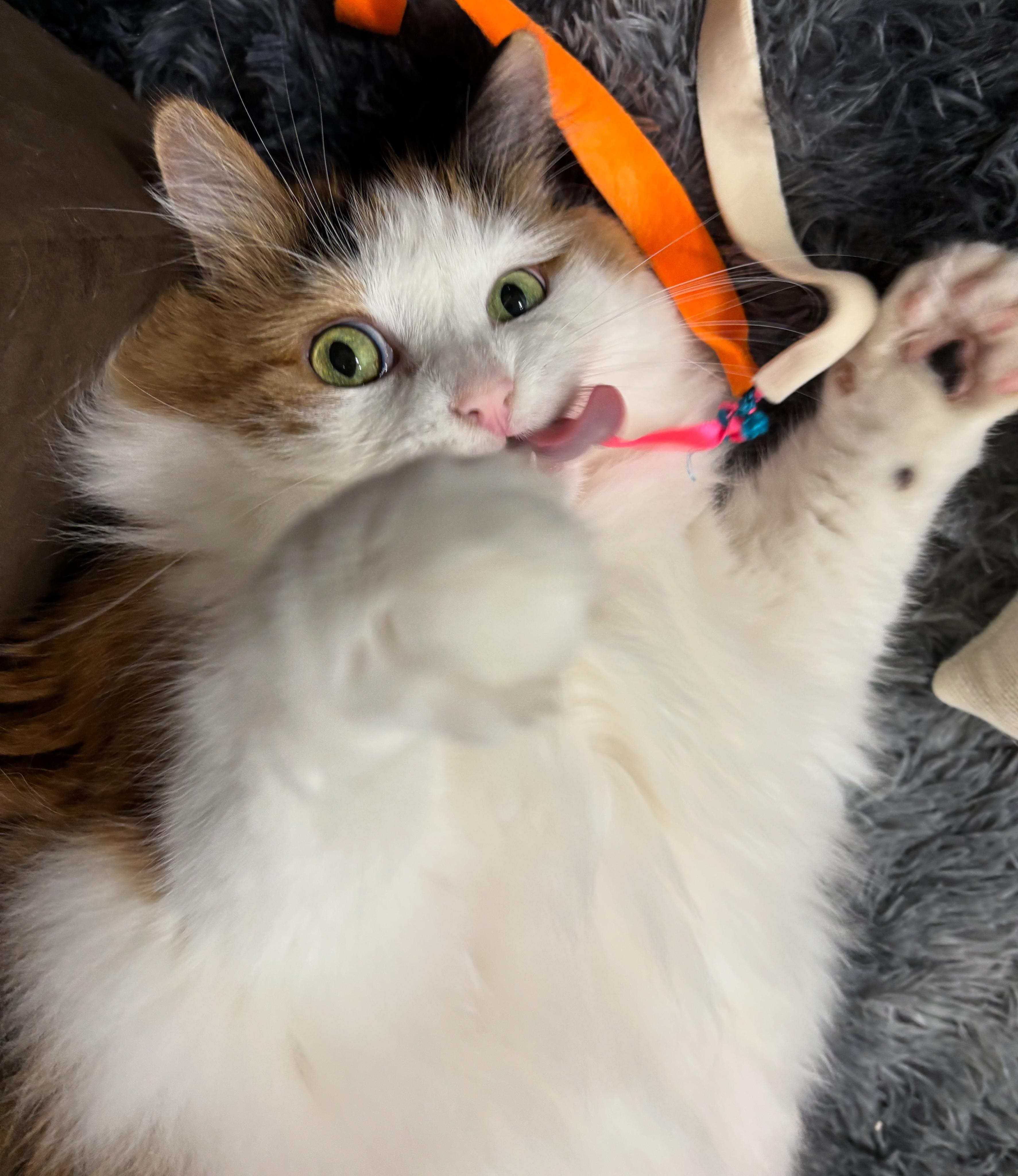 Enlarge Sofia, a Adopted Domestic Long Hair in Ottawa, ON image 4/4