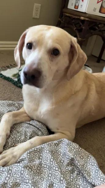 Lucky, Adoptable, Adult Female Great Pyrenees.