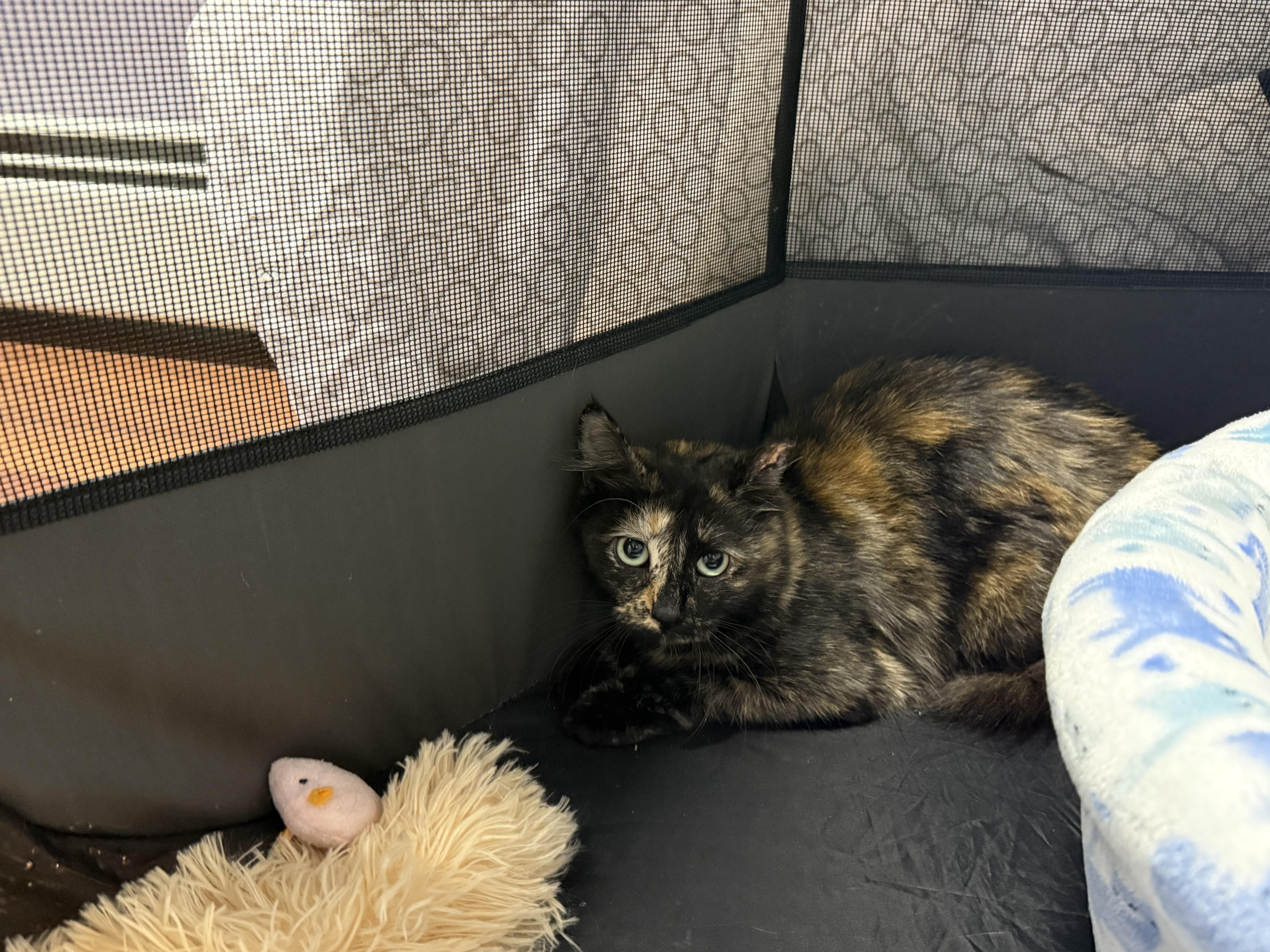 Enlarge Pomegranate, a Adoptable Tortoiseshell in Clifton, NJ image 1/2