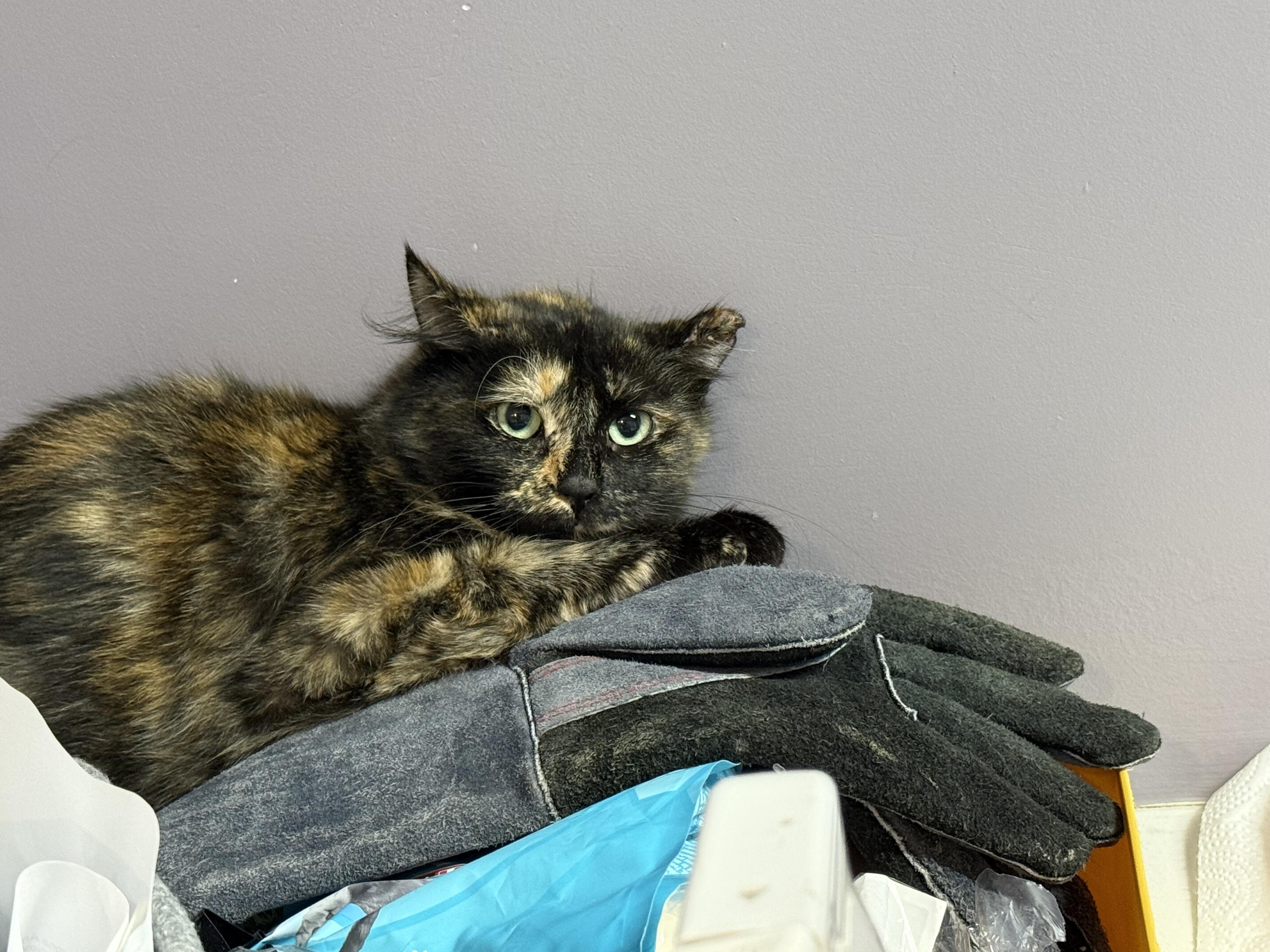 Enlarge Pomegranate, a Adoptable Tortoiseshell in Clifton, NJ image 2/2