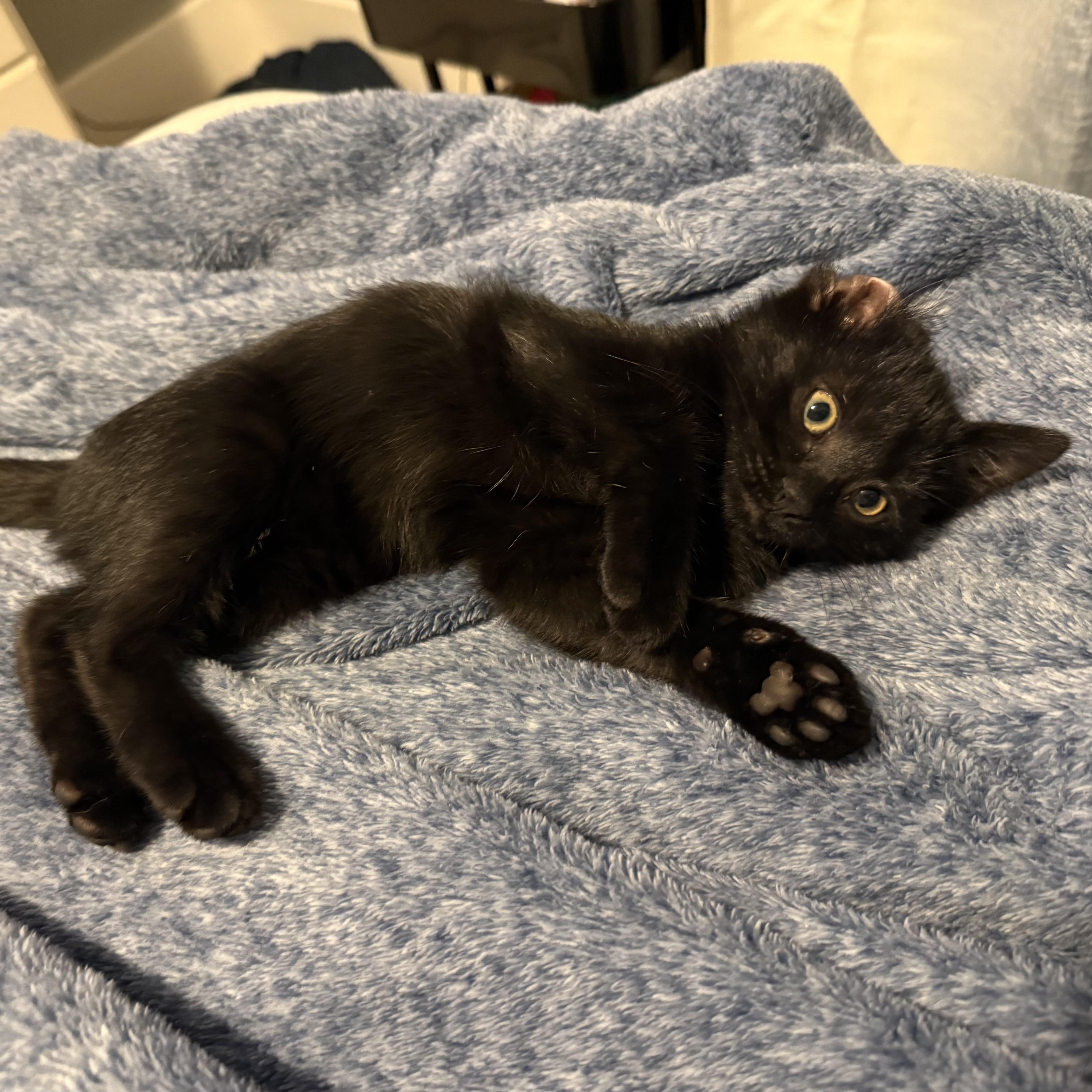 Boo, a Adoptable Domestic Short Hair in Omaha, NE image 3/4