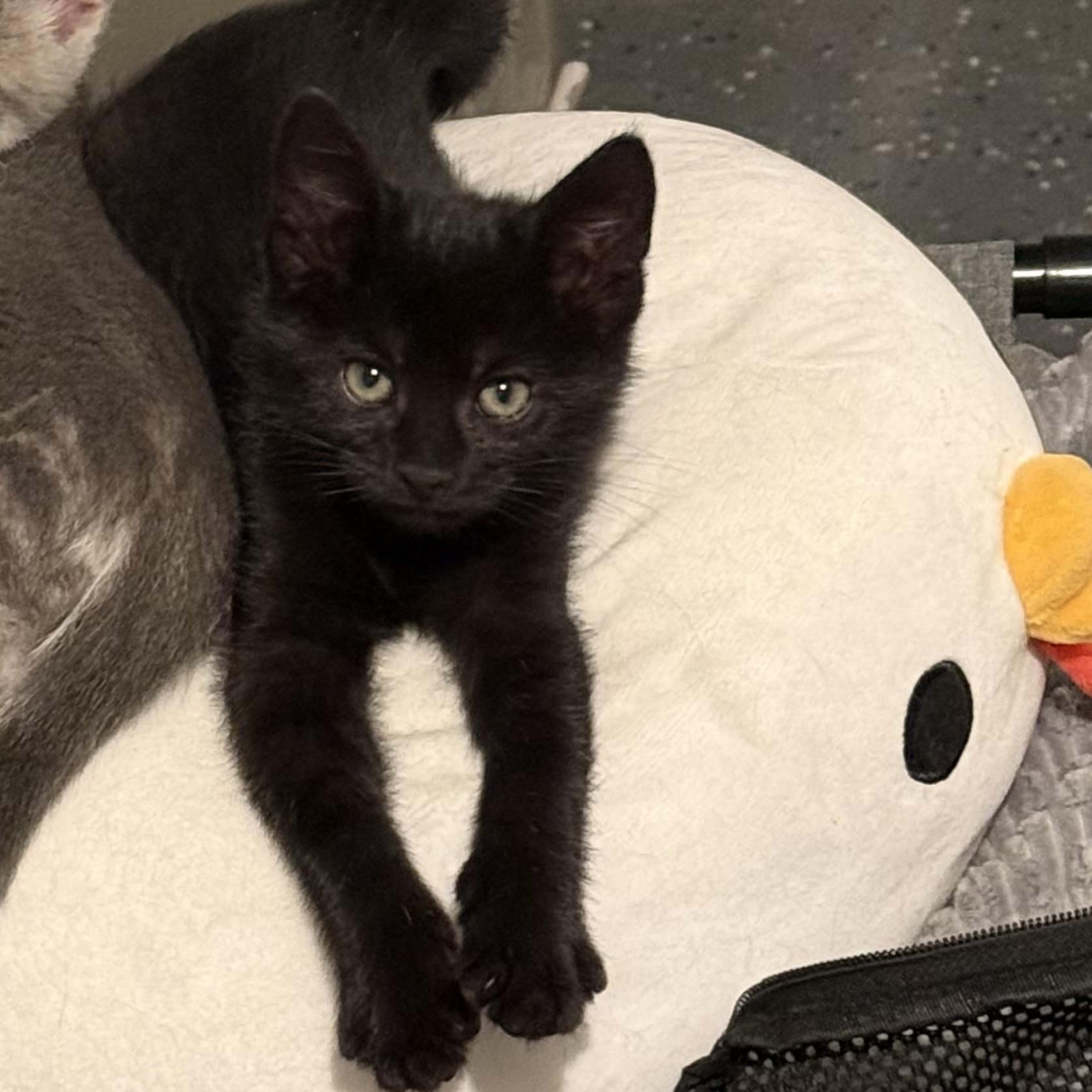 Boo, a Adoptable Domestic Short Hair in Omaha, NE image 2/4