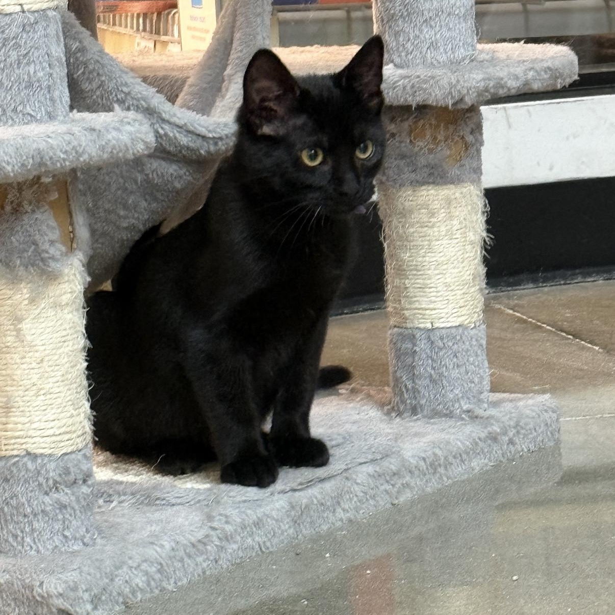 Enlarge Ellie, a Adoptable Domestic Short Hair in Omaha, NE image 2/3