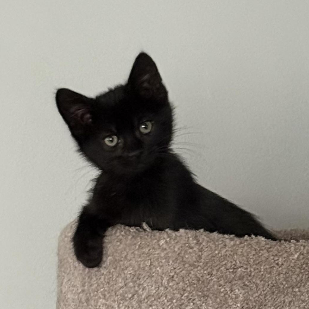 Boo, Adoptable, Kitten Female Domestic Short Hair.