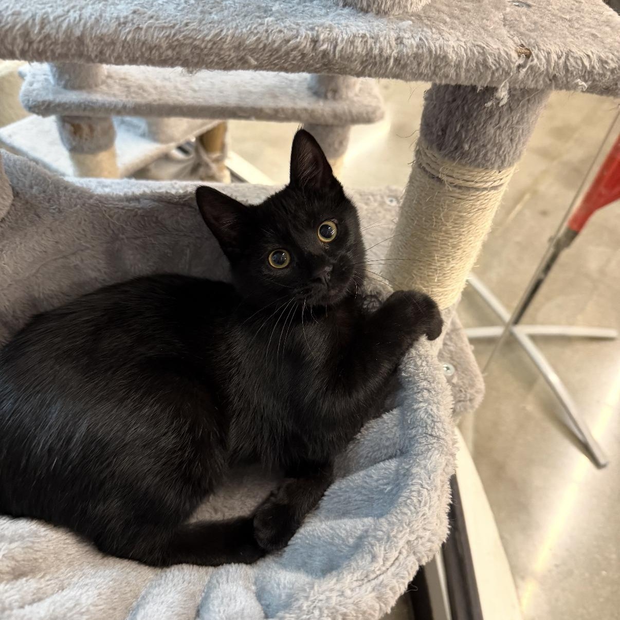 Enlarge Ellie, a Adoptable Domestic Short Hair in Omaha, NE image 1/3
